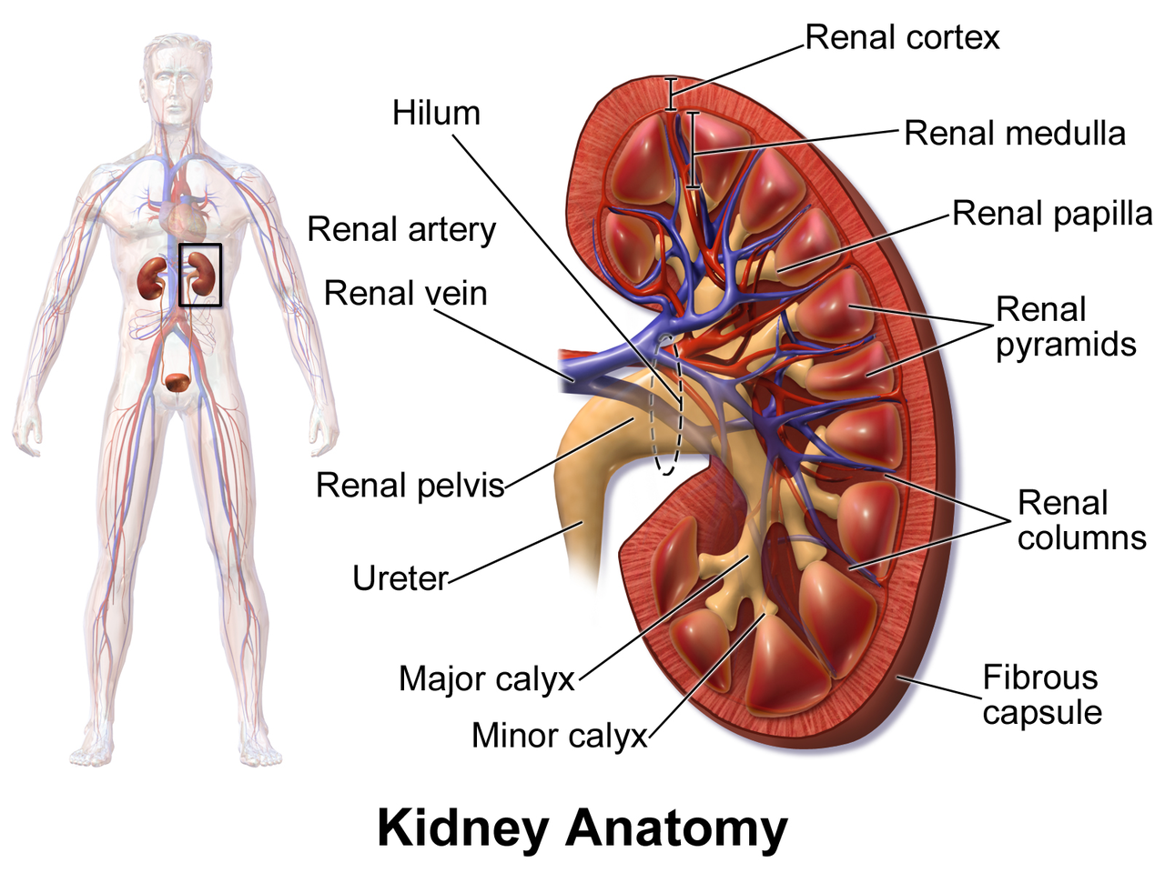 Blausen_0592_KidneyAnatomy_01.png
