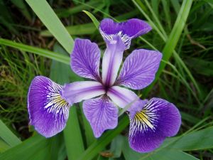 Iris_versicolor_3
