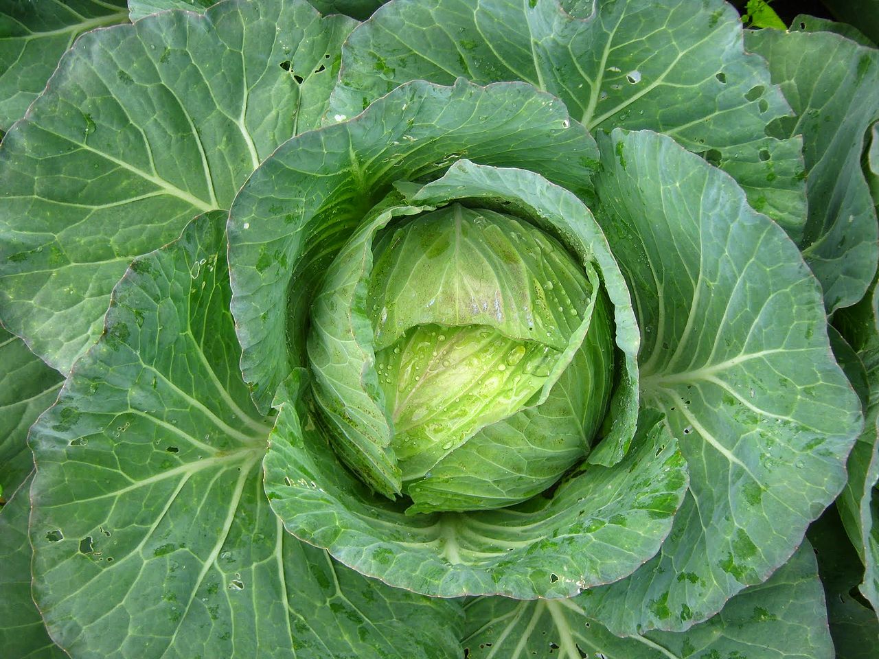 Cabbage Code Preparing EHR & Tabular Data for Neural Networks (Code Included ...