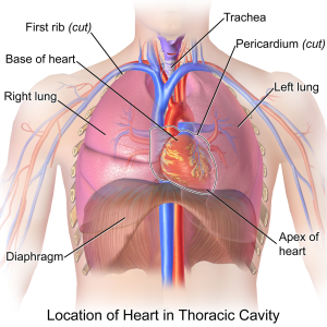 chest-anatomy