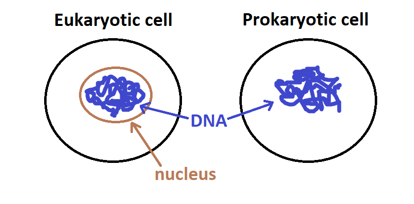 celldiagram