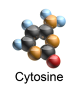 cytosine3d