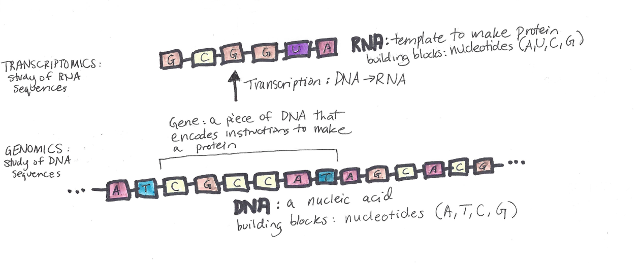 transcriptomics