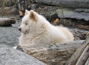 Samoyed Coding Designing Custom 2D and 3D CNNs in PyTorch: Tutorial with Code – Glass ...