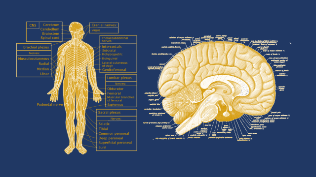 Anatomy Of The Brain And Nervous System Human Central Nervous System